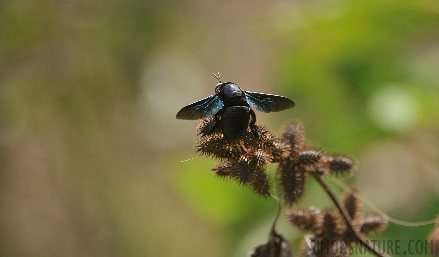 Xylocopa tenuiscapa [550 mm, 1/3200 sec at f / 7.1, ISO 1600]